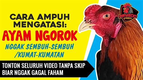 CARA MENGOBATI SNOT dan CRD (NGOROK) pada Ayam YouTube