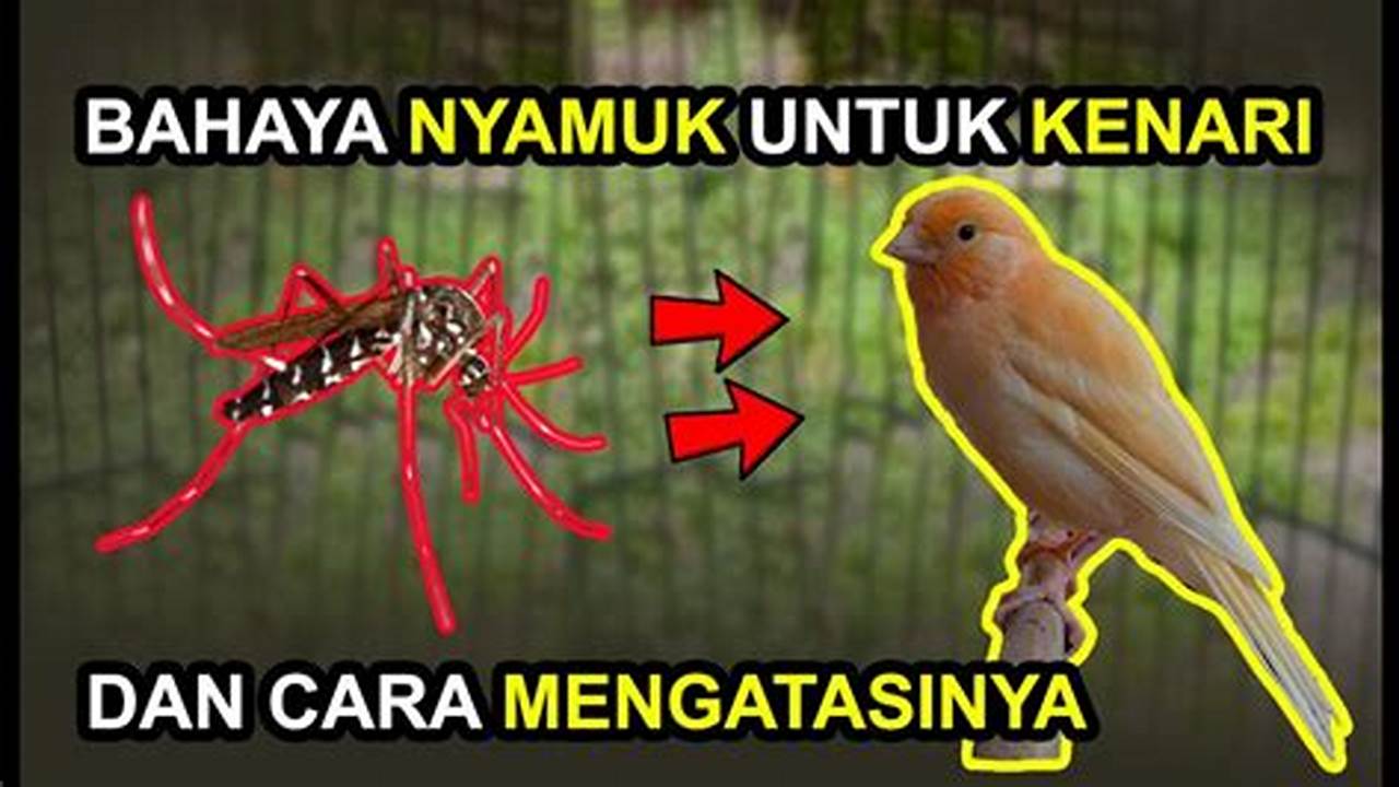 Panduan Lengkap: Cara Ampuh Mengobati Gigitan Nyamuk pada Burung Kenari