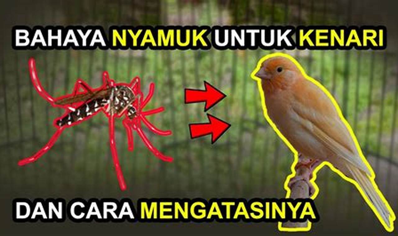 Panduan Lengkap: Cara Ampuh Mengobati Gigitan Nyamuk pada Burung Kenari