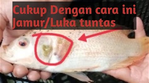 Rahasia Ampuh: Cara Sembuhkan Jamur Ikan Louhan