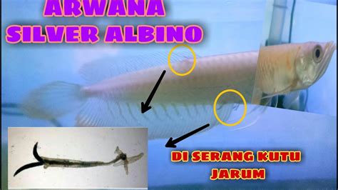 Rahasia Mengatasi Katarak pada Ikan Arwana untuk Penglihatan Jernih