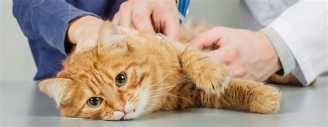 √ 5 Cara Mengobati Kucing Cacingan Beserta Ciriciri dan Penyebabnya