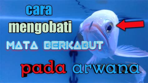 Rahasia Mengatasi Mata Berkabut pada Ikan Arwana, Dijamin Ampuh!