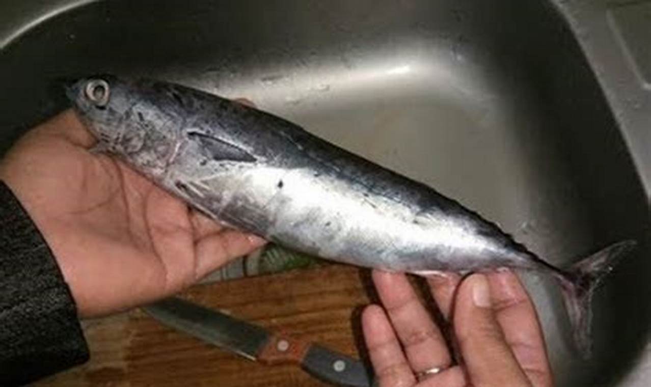 Cara Olah Ikan Tongkol MPASI: Rahasia Bergizi untuk Bayi Sehat!