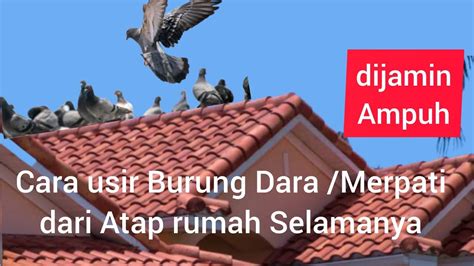 Jitu! Cara Mengusir Burung Merpati dari Atap Rumah