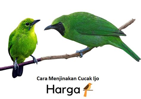 Panduan Lengkap: Cara Menjinakkan Burung Cucak Ijo