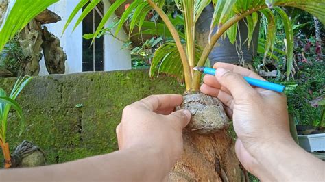 Cara menyayat bonsai kelapa YouTube