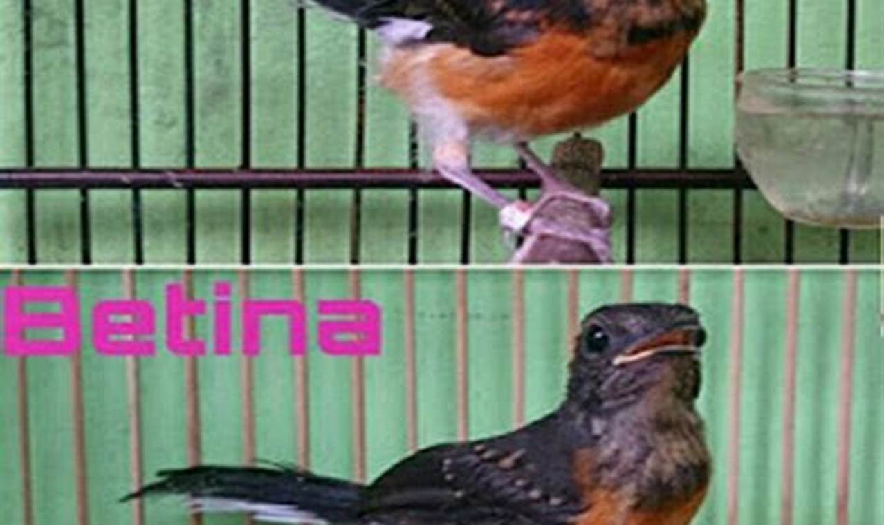Panduan Lengkap: Cara Merawat Anakan Burung Murai Batu
