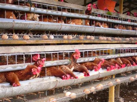 Panduan Lengkap: Cara Merawat Ayam Petelur untuk Mendapatkan Hasil Melimpah