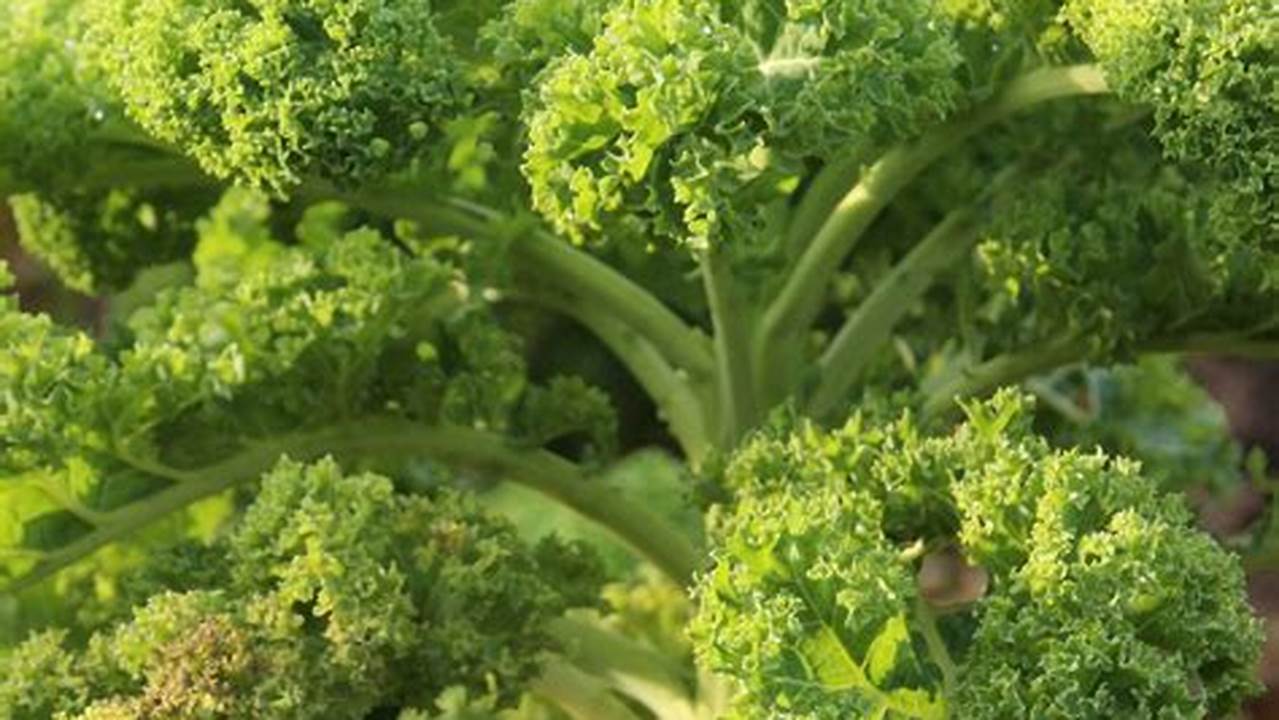 Cara Merawat Bunga Brokoli