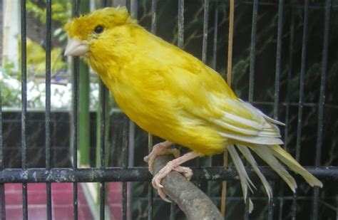 Panduan Lengkap Cara Merawat Burung Kenari Juara