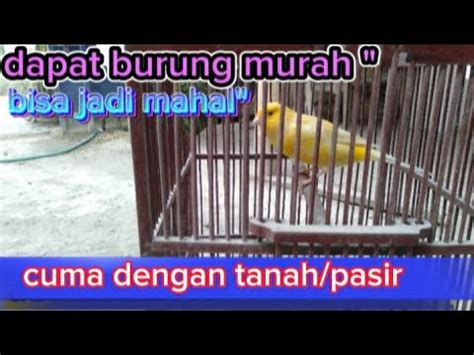 Panduan Lengkap: Cara Merawat Burung Kenari Macet Bunyi