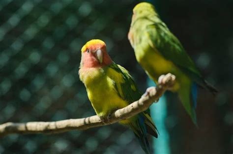 Panduan Lengkap Merawat Burung Lovebird Ngekek Panjang