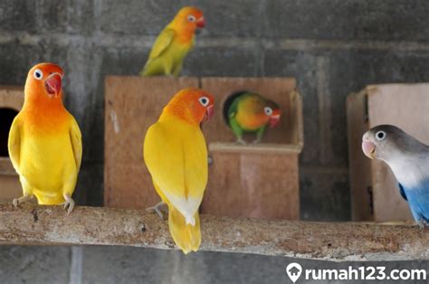 Panduan Lengkap Cara Merawat Burung Lovebird Baby untuk Pemula