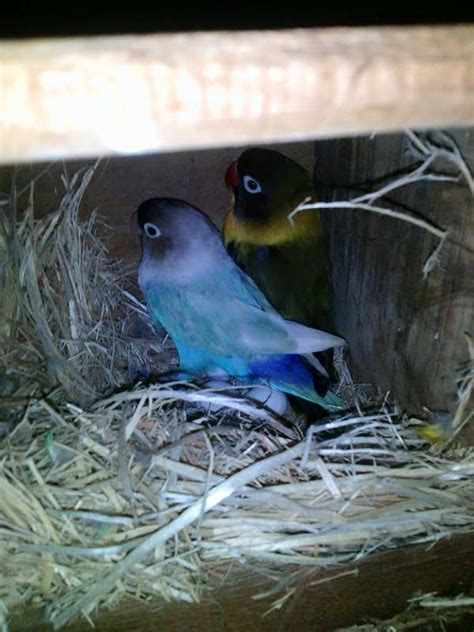 Panduan Lengkap Cara Merawat Burung Lovebird Bertelur