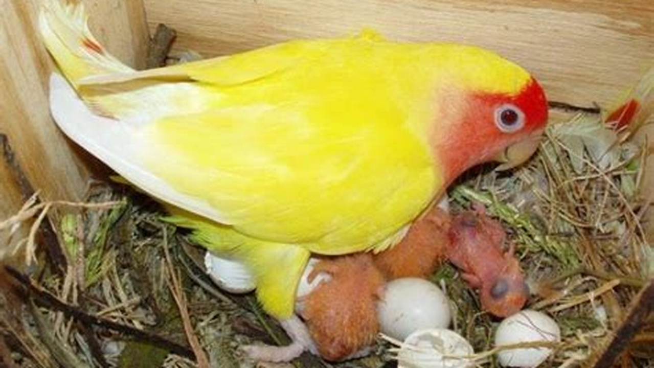 Panduan Lengkap Cara Merawat Burung Lovebird Bertelur