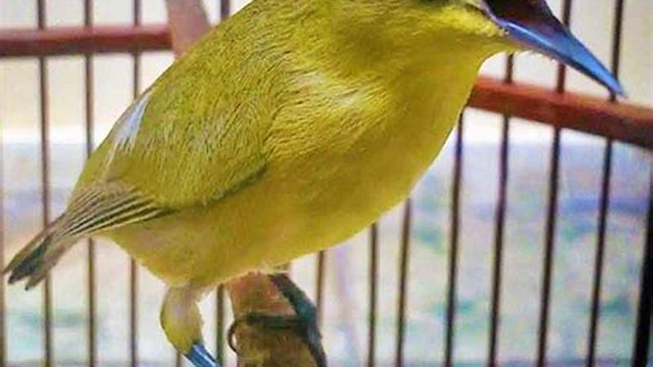 Panduan Lengkap Merawat Burung Pleci Agar Rajin Berkicau