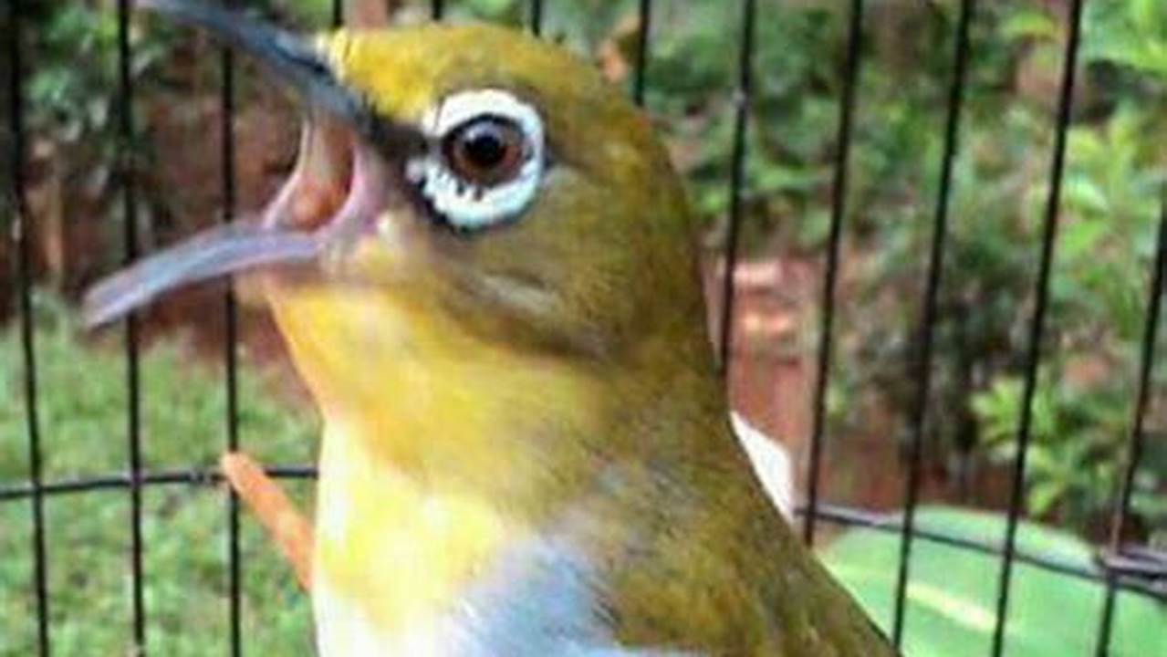 Panduan Lengkap Merawat Burung Pleci Agar Cepat Buka Paruh