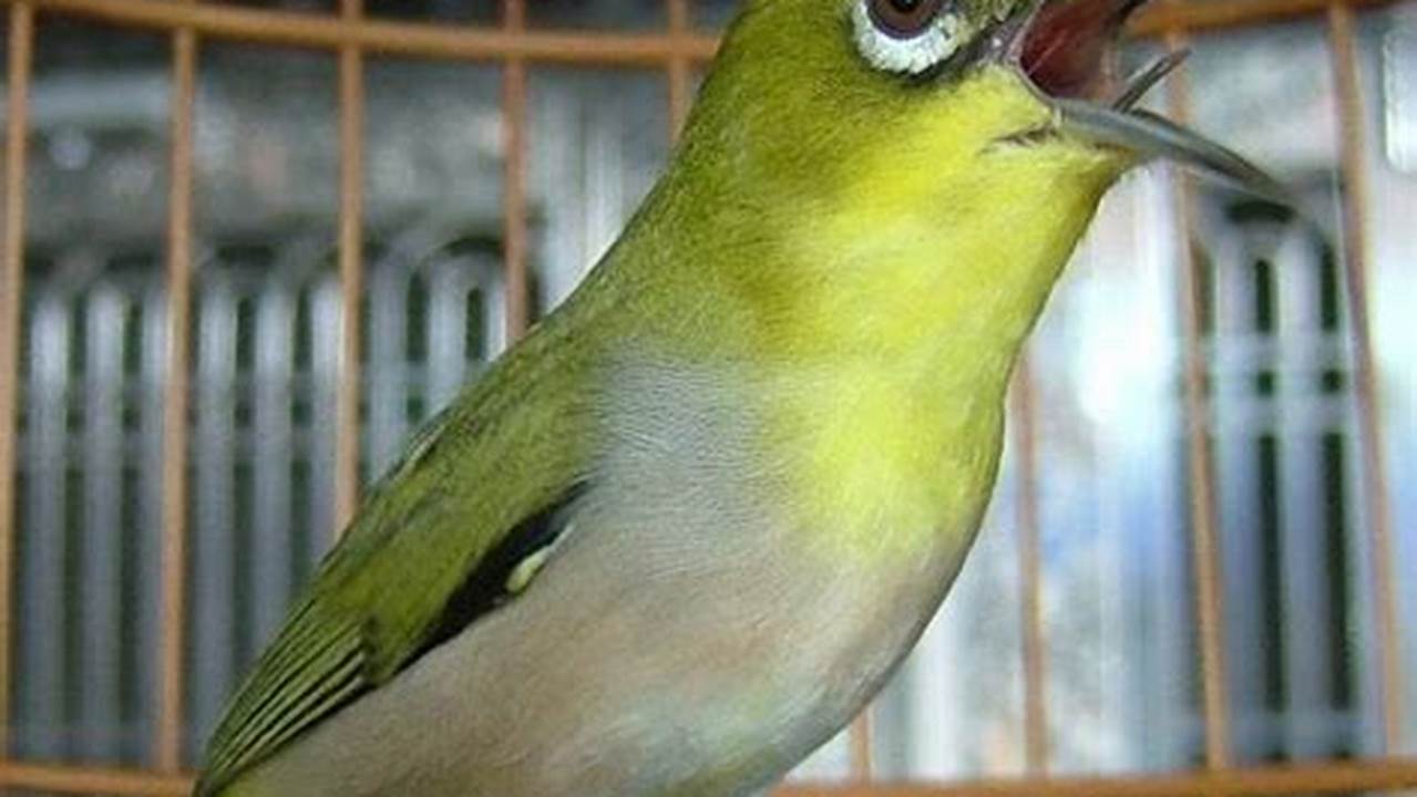 Panduan Lengkap: Cara Merawat Burung Pleci Agar Cepat Bernyanyi