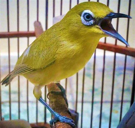 Panduan Lengkap: Cara Merawat Burung Pleci Super Gacor