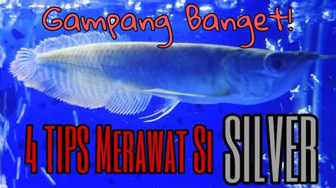 Rahasia Merawat Ikan Arwana Silver Brazil untuk Keindahan Sempurna