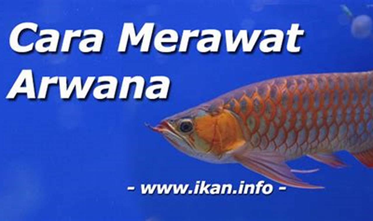 Home Search here.. Panduan Lengkap: Cara Merawat Ikan Arwana untuk Pemula dan Penghobi Ikan Hias