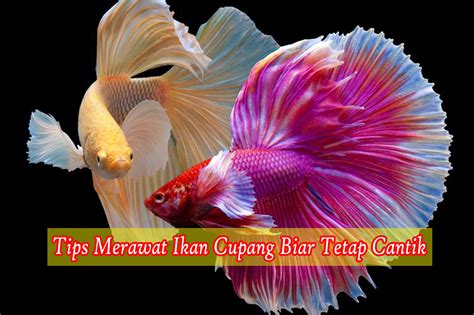 Kumpulan gambar untuk Belajar mewarnai Warna Gambar Ikan