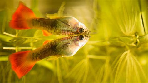 Rahasia Merawat Ikan Guppy: Panduan Terlengkap Agar Umur Ikan Anda Panjang!