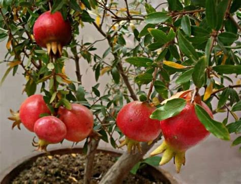 cara mudah menanam buah delima dalam pot agar cepat berbuah