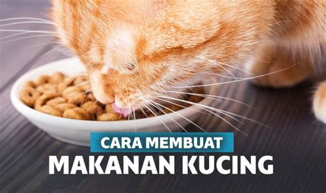 Cara Nak Bagi Kucing Gemuk / Hanya 2 Langkah Mudah Gemukkan Kucing