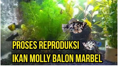 Rahasia Terungkap: Panduan Lengkap Cara Reproduksi Ikan Molly
