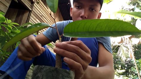 Cara Sambung Pucuk Durian yang Tepat untuk Hasil Panen Berkualitas Taman Inspirasi SAFA
