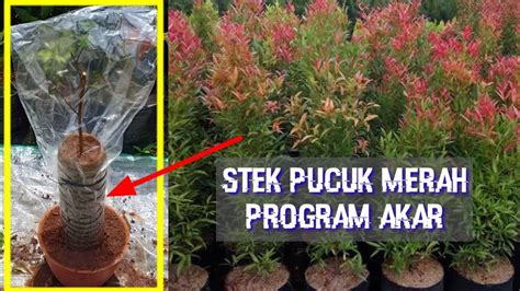 Cara Stek Pucuk Merah: Panduan Lengkap untuk Budidaya Tanaman Hias Pucuk Merah Taman Inspirasi SAFA