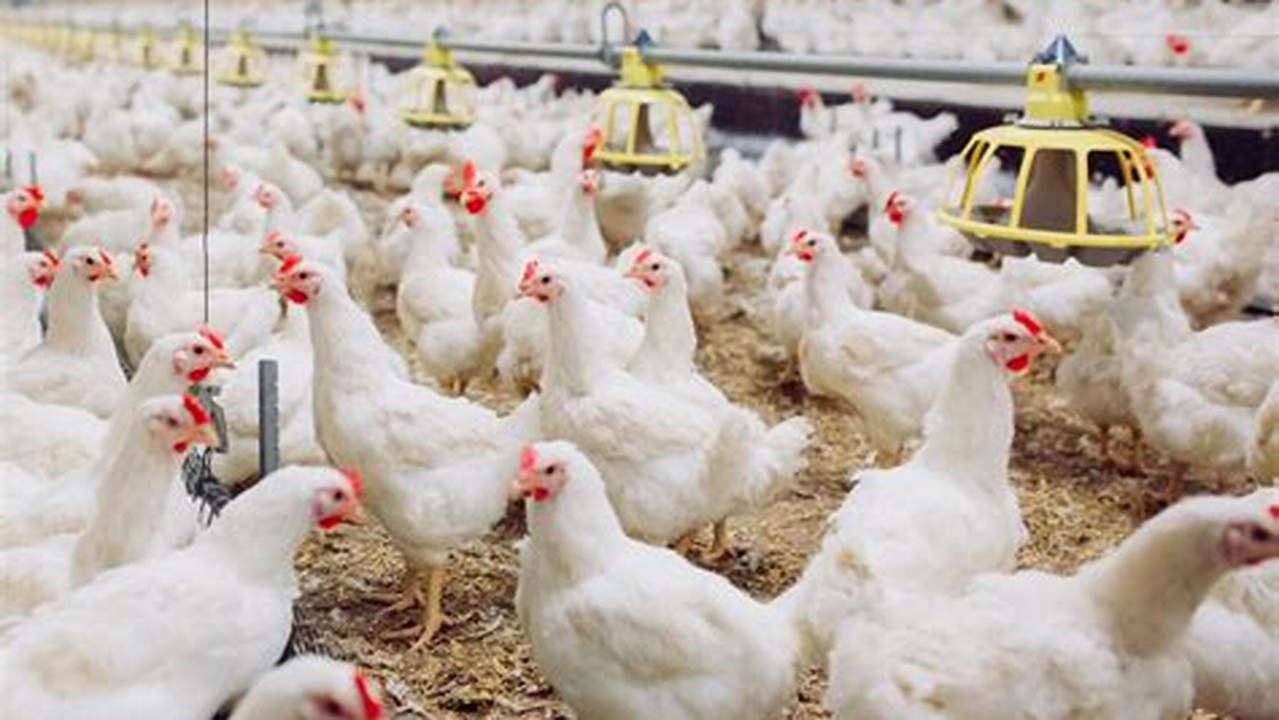 Rahasia Sukses Beternak Ayam Potong