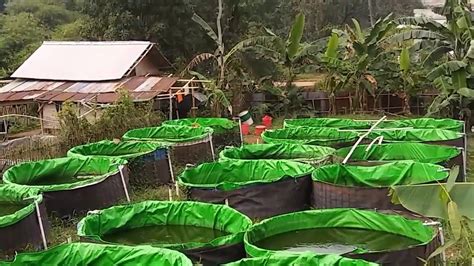 Panduan Lengkap Cara Sukses Beternak Lele di Kolam Terpal