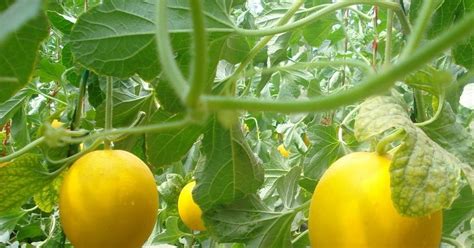 Cara Menanam Melon Golden Hidroponik: Panduan Lengkap untuk Pemula