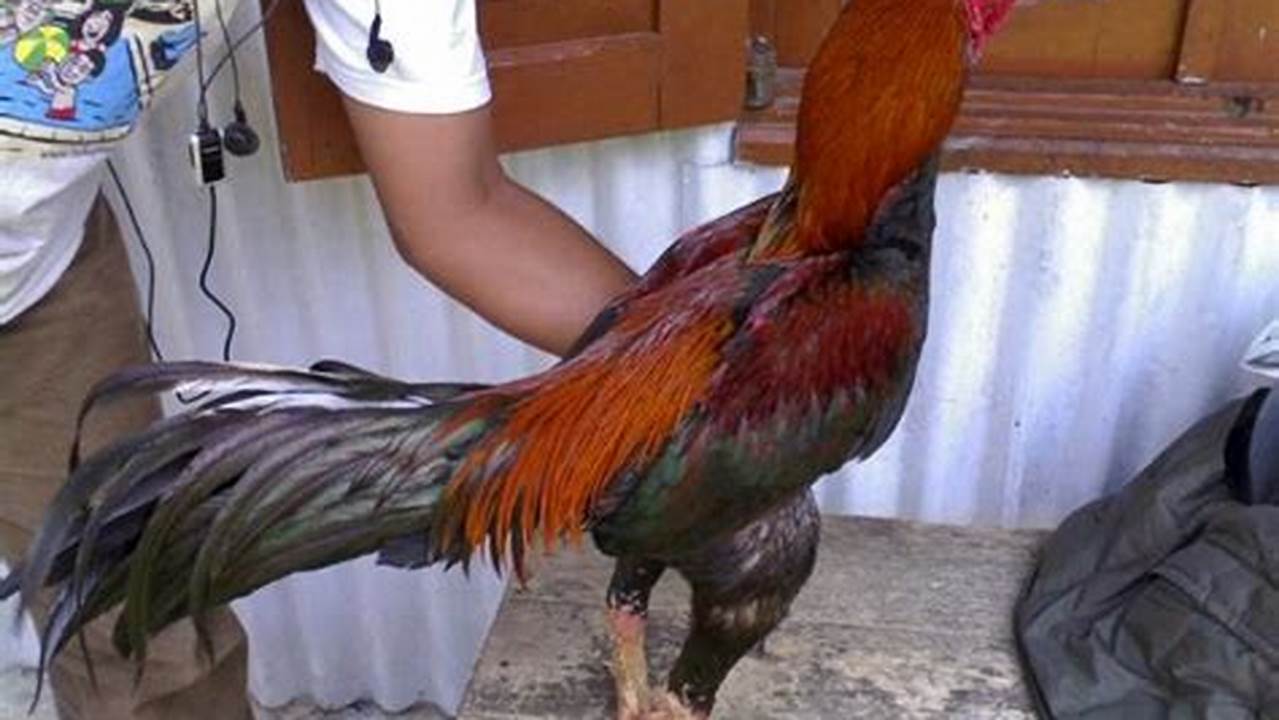 Panduan Terlengkap: Cara Ternak Ayam Bangkok Juara untuk Pemula