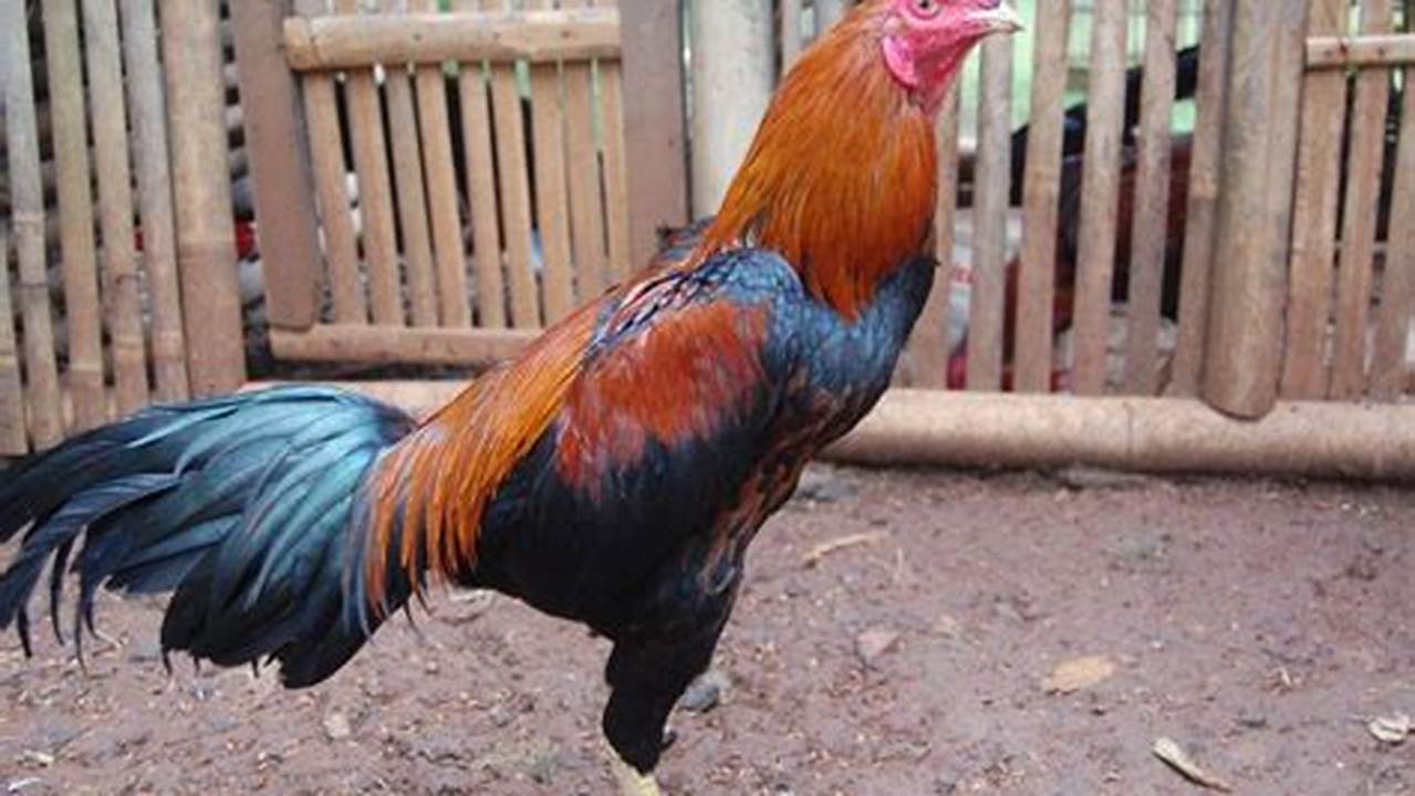 Panduan Lengkap: Cara Ternak Ayam Bangkok Supaya Cepat Besar dan Berkualitas