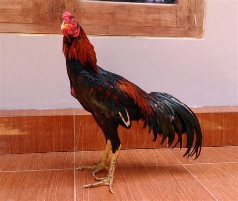 Rahasia Ternak Ayam Bangkok Menguntungkan