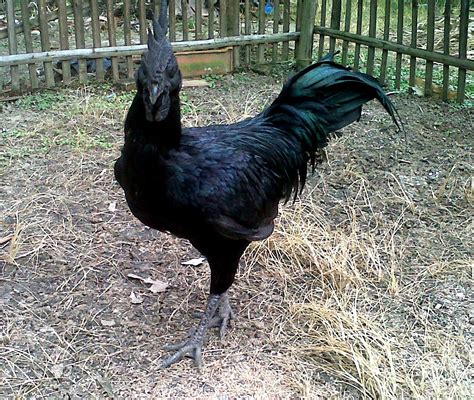 Panduan Lengkap Cara Beternak Ayam Cemani Asli