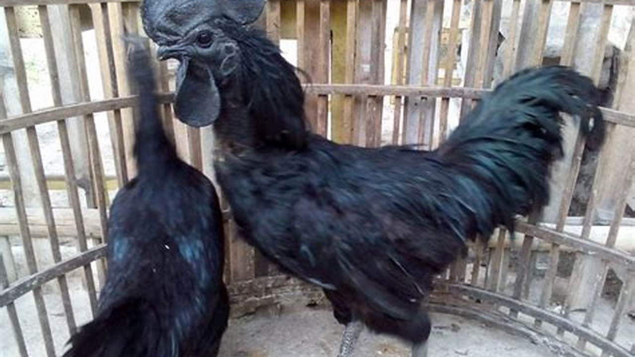 Panduan Lengkap Cara Beternak Ayam Cemani Asli