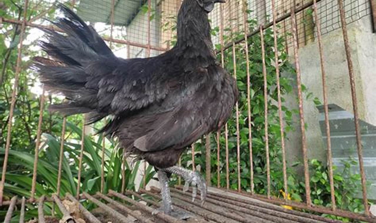 Panduan Lengkap Cara Ternak Ayam Cemani Sukses untuk Pemula