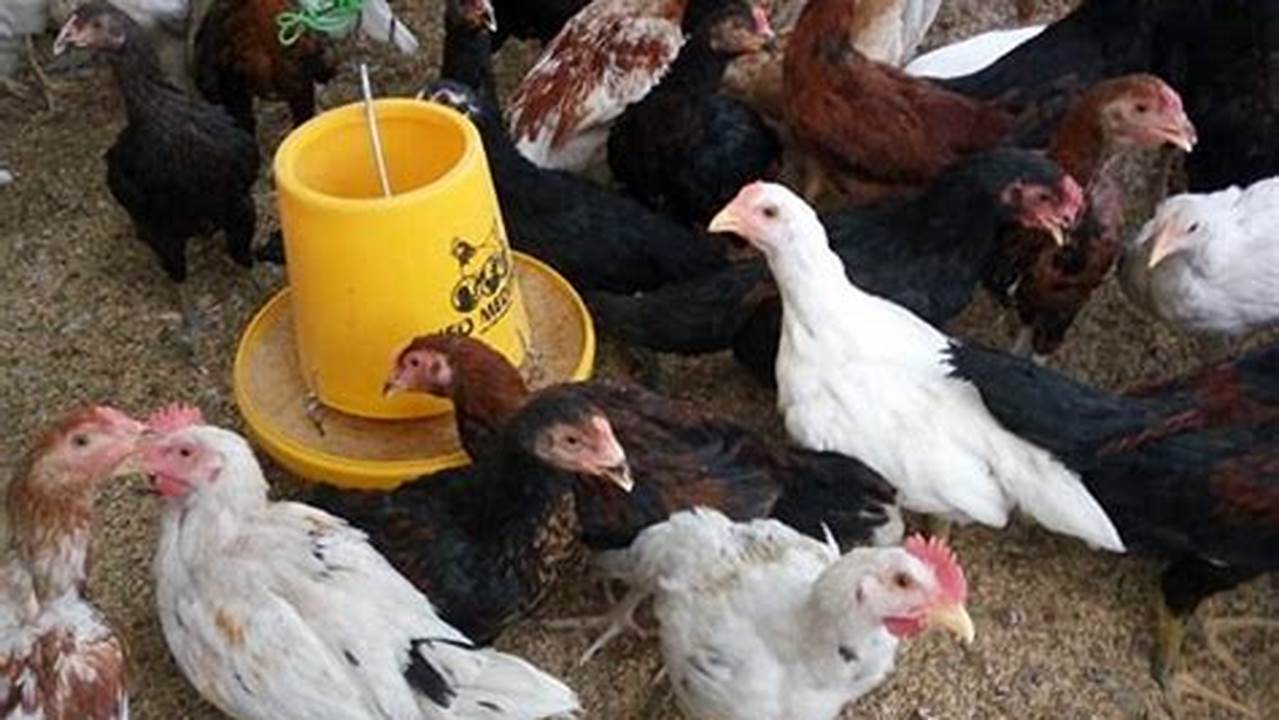 Panduan Cepat Ternak Ayam Jawa untuk Panen Kilat