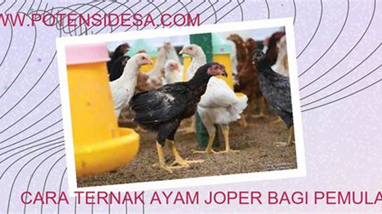 Panduan Ternak Ayam Jope untuk Pemula