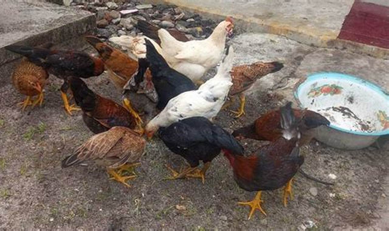 Panduan Lengkap: Cara Ternak Ayam Kampung untuk Pemula