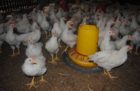 Panduan Lengkap Beternak Ayam Pejantan Bagi Pemula
