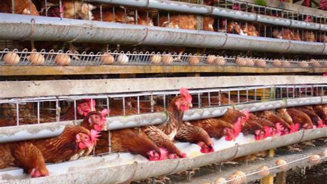 Panduan Lengkap Cara Ternak Ayam Petelur bagi Pemula