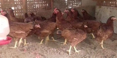 Cara Ampuh Ternak Ayam Petelur Skala Kecil untuk Pemula