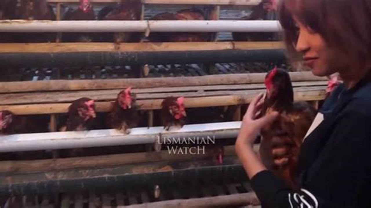 Cara Ampuh Ternak Ayam Petelur Skala Kecil untuk Pemula