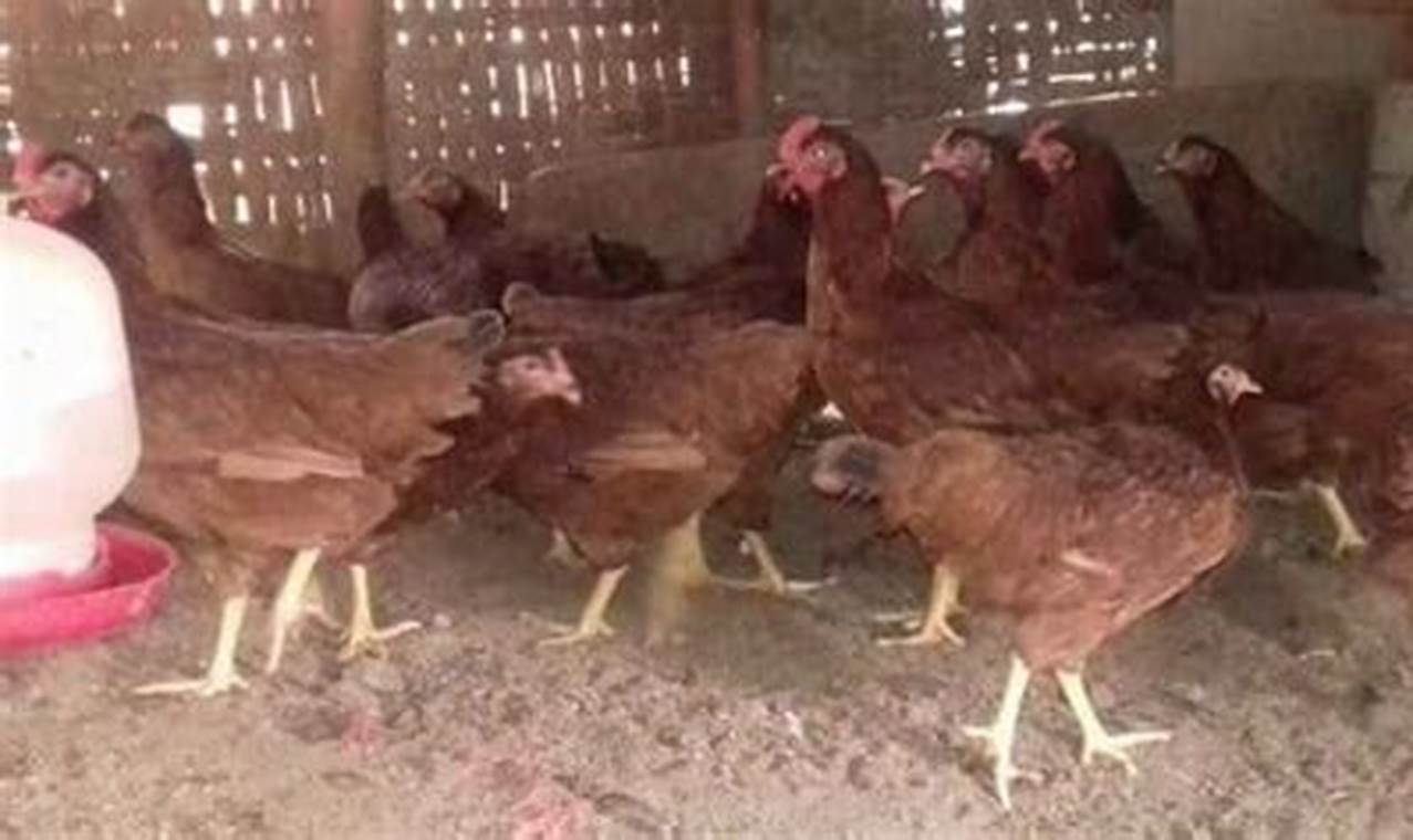 Cara Ampuh Ternak Ayam Petelur Skala Kecil untuk Pemula